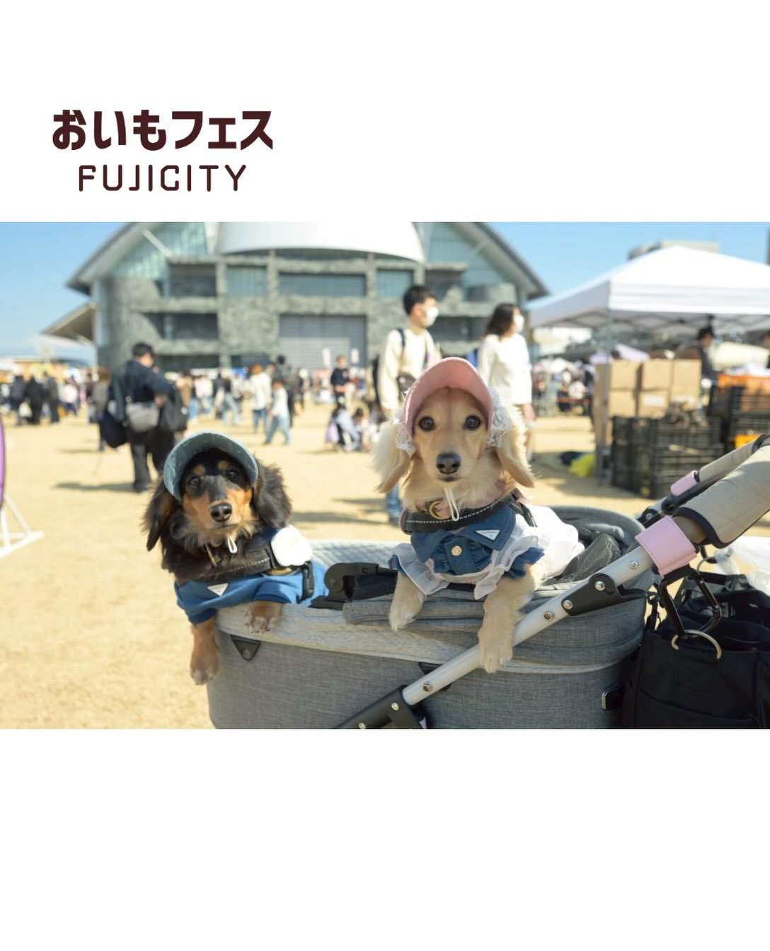 わんちゃん大歓迎✨🐶 おいもフェス FUJICITY 2026 ※ペット連れのルールについては ホームページをご確認ください🐕🍠 ルールを守ってみんなで気